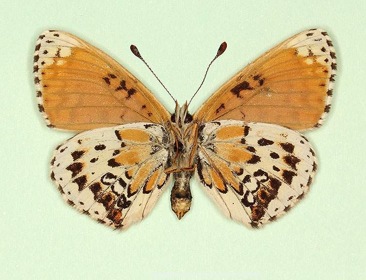 Melitaea cinxia female (aberrant form nov, verso) (Internet Image property of respective owner, non-commercial use only)